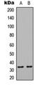 HSPB1 Associated Protein 1 antibody, orb256611, Biorbyt, Western Blot image 