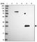 Spindlin Family Member 4 antibody, HPA044559, Atlas Antibodies, Western Blot image 