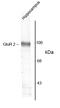 Glutamate Ionotropic Receptor AMPA Type Subunit 2 antibody, AHP986, Bio-Rad (formerly AbD Serotec) , Western Blot image 