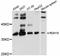Retinol Dehydrogenase 10 antibody, LS-C747311, Lifespan Biosciences, Western Blot image 
