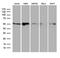Ring Finger Protein 1 antibody, LS-C794834, Lifespan Biosciences, Western Blot image 