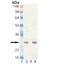 Heat shock protein beta-1 antibody, ADI-SPA-801-D, Enzo Life Sciences, Western Blot image 