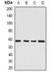 Seryl-TRNA Synthetase antibody, orb341161, Biorbyt, Western Blot image 