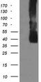 Mitogen-Activated Protein Kinase Kinase 3 antibody, TA505614AM, Origene, Western Blot image 