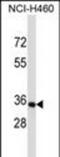 Olfactory Receptor Family 14 Subfamily C Member 36 antibody, PA5-48627, Invitrogen Antibodies, Western Blot image 