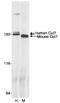Cullin 7 antibody, NB100-602, Novus Biologicals, Western Blot image 