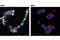 High mobility group protein HMG-I/HMG-Y antibody, 7777S, Cell Signaling Technology, Immunofluorescence image 