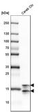 Myelin Basic Protein antibody, HPA049222, Atlas Antibodies, Western Blot image 