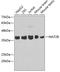 Methionine adenosyltransferase 2 subunit beta antibody, 19-064, ProSci, Western Blot image 