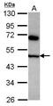 COP9 Signalosome Subunit 4 antibody, GTX118165, GeneTex, Western Blot image 