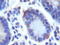 Leucine Rich Repeat Containing G Protein-Coupled Receptor 5 antibody, TA336750, Origene, Immunohistochemistry frozen image 