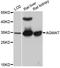 Agmatinase antibody, A12192, ABclonal Technology, Western Blot image 