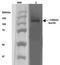 SUR2A antibody, orb99100, Biorbyt, Western Blot image 
