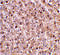 Caspase-12 antibody, 2327, ProSci Inc, Immunohistochemistry paraffin image 