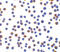 X-Box Binding Protein 1 antibody, LS-B188, Lifespan Biosciences, Immunocytochemistry image 