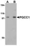Family With Sequence Similarity 120B antibody, MBS151153, MyBioSource, Western Blot image 