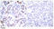 p65 antibody, AP02553PU-S, Origene, Immunohistochemistry paraffin image 