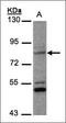 Phosphate-regulating neutral endopeptidase antibody, orb69792, Biorbyt, Western Blot image 
