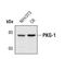cGMP-dependent protein kinase 1 antibody, MA5-14862, Invitrogen Antibodies, Western Blot image 