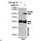 X-Ray Repair Cross Complementing 5 antibody, LS-C813035, Lifespan Biosciences, Immunoprecipitation image 
