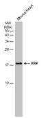 Natriuretic Peptide A antibody, GTX634219, GeneTex, Western Blot image 