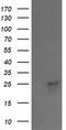 VPS28 Subunit Of ESCRT-I antibody, TA505691BM, Origene, Western Blot image 