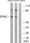 Epsin 2 antibody, abx014463, Abbexa, Western Blot image 