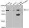 CXXC Finger Protein 1 antibody, TA332932, Origene, Western Blot image 