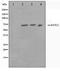 Kntc2 antibody, TA347522, Origene, Western Blot image 