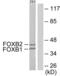 Forkhead box protein B1 antibody, abx013767, Abbexa, Western Blot image 