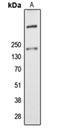 ALMS1 Centrosome And Basal Body Associated Protein antibody, orb214759, Biorbyt, Western Blot image 
