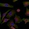 TATA-Box Binding Protein antibody, orb12380, Biorbyt, Immunofluorescence image 