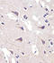 Fatty acid desaturase 2 antibody, LS-C165915, Lifespan Biosciences, Immunohistochemistry frozen image 
