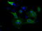 Ubiquitin Specific Peptidase 5 antibody, TA501288, Origene, Immunofluorescence image 