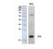 Pleiotrophin antibody, PA5-51122, Invitrogen Antibodies, Western Blot image 