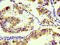 CD74 Molecule antibody, CSB-RA004956A0HU, Cusabio, Immunohistochemistry frozen image 