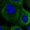 CKLF Like MARVEL Transmembrane Domain Containing 6 antibody, HPA026980, Atlas Antibodies, Immunocytochemistry image 