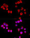 Cytochrome P450 Family 3 Subfamily A Member 4 antibody, 15-432, ProSci, Immunofluorescence image 