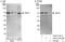 Origin Recognition Complex Subunit 2 antibody, A302-734A, Bethyl Labs, Western Blot image 