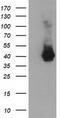 MAGE Family Member B18 antibody, CF502494, Origene, Western Blot image 