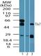 Pc4 antibody, TA337032, Origene, Western Blot image 