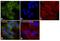 Carboxylesterase 1 antibody, PA5-19740, Invitrogen Antibodies, Immunofluorescence image 
