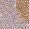 Synaptogyrin-1 antibody, HPA029673, Atlas Antibodies, Immunohistochemistry paraffin image 