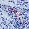 Psychosine receptor antibody, TA316850, Origene, Immunohistochemistry paraffin image 