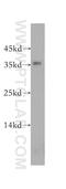 N-acetylneuraminate lyase antibody, 16715-1-AP, Proteintech Group, Western Blot image 