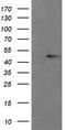 CgA antibody, TA506119BM, Origene, Western Blot image 