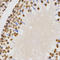 Histone Cluster 4 H4 antibody, LS-C335243, Lifespan Biosciences, Immunohistochemistry paraffin image 