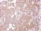 Stomatin Like 1 antibody, GTX104187, GeneTex, Immunohistochemistry paraffin image 