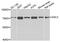 Galactosylceramidase antibody, PA5-76472, Invitrogen Antibodies, Western Blot image 