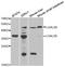 Galectin 8 antibody, LS-C334847, Lifespan Biosciences, Western Blot image 